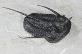 Devil Horned Cyphaspis Walteri Trilobite - #39778-1